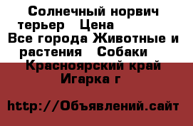 Солнечный норвич терьер › Цена ­ 35 000 - Все города Животные и растения » Собаки   . Красноярский край,Игарка г.